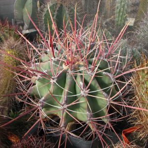 Ferocactus rectispinus -MG- велика квітуча рослина-