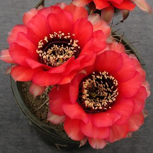 Lobivia jajoiana -select- -seeds-
