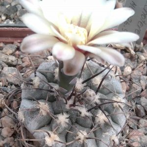 G. ochoterenae v. cinereum -MG- seeds-насіння- (silver form!)