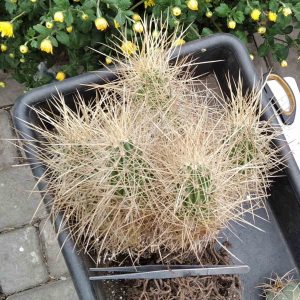 Echinocereus dubius