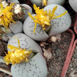 Dinteranthus vanzilii PV644 -seeds-насіння-