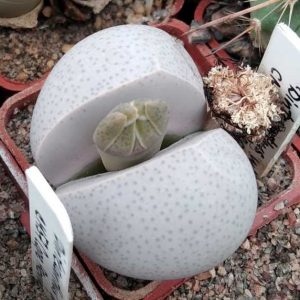 Dinteranthus wilmotianus CM57 -seeds-насіння-