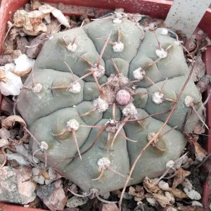 G. vatteri v. altautinense -