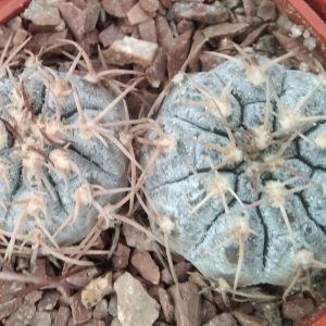 G. triacanthum P124 -seeds-насіння- (silver form)