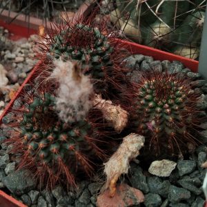 Frailea angelesii -seeds-насіння-