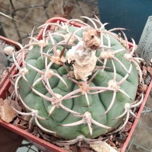 G. carminanthum STO366 -MG- seeds-насіння-