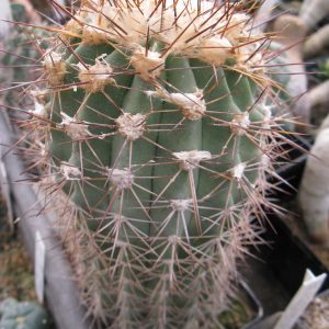 Copiapoa grandiflora Esmeralda насіння