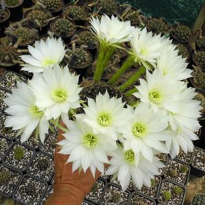 Echinopsis ancistrophora -seeds-