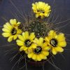 40 Lobivia jajoiana v. nigrostoma MN 30. 15шт.-35грн.