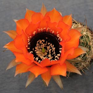 Lobivia jajoiana VG 589 -seeds-