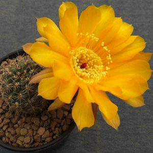 Lobivia kuehnrichii VG 358 -seeds-