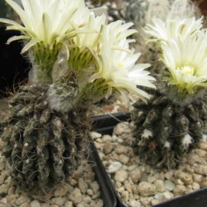 Pyrrhocactus pilispinus WK933 насіння