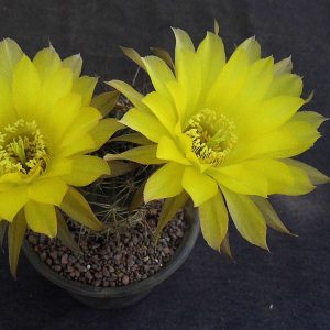 Lobivia lateritia var. citriflora -seeds-