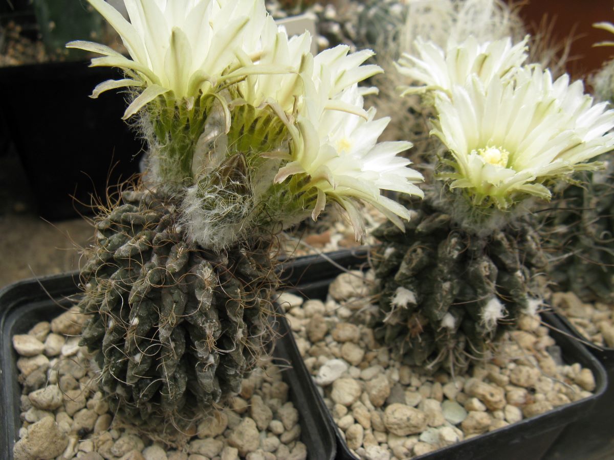 Pyrrhocactus pilispinus WK933 насіння