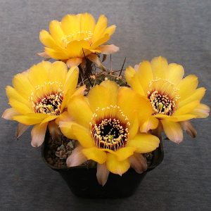 Lobivia marsoneri v. muchriae WR 37a -seeds-