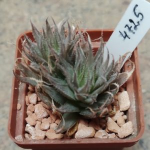 4725 Haworthia gracilis v. isabellae -Gamtoos River Bridge- весь горшик