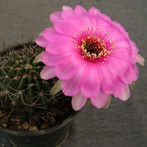 Lobivia obrepanda v. calorubra -seeds-