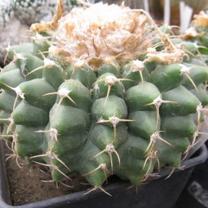Discocactus ferricla насіння