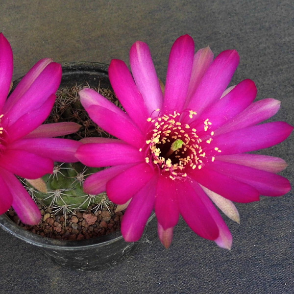 5 Echinopsis ancistrophora subs. cardenasiana 15шт.-25грн 5 Echinopsis ancistrophora subs. cardenasiana 15шт.-25грн