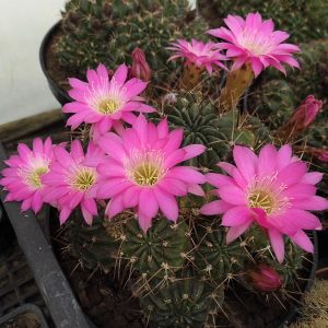 Lobivia pentlandii f. boliviensis  -seeds-