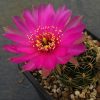 53 Lobivia tiegeliana v. pusilla R 90 10 шт.-25 грн