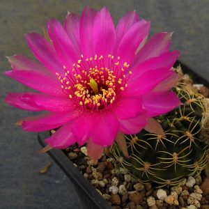 Lobivia tiegeliana v. pusilla R 90 -seeds-