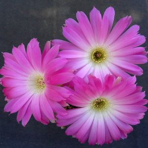 Lobivia winteriana -seeds-