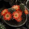 56 Mediolobivia pygmaea 15шт.-25 грн.