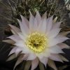 57 Echinopsis leucantha 15шт.-25грн.