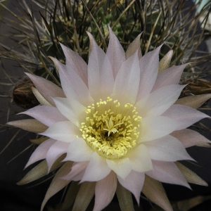 Echinopsis leucantha  -seeds-