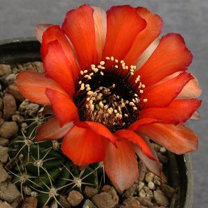 Lobivia marsoneri R 37 -seeds-