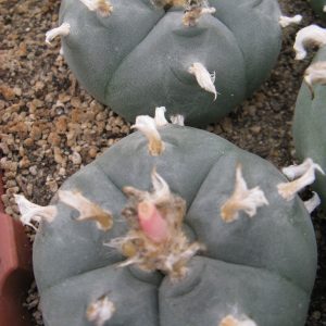 Lophophora williamsii Villa Arista насіння