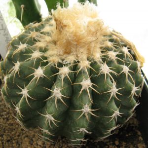 Discocactus nigriseatosus HU448 насіння