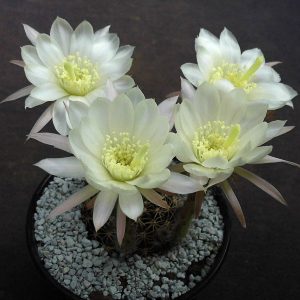 Echinopsis salitrensis R 636 -seeds-