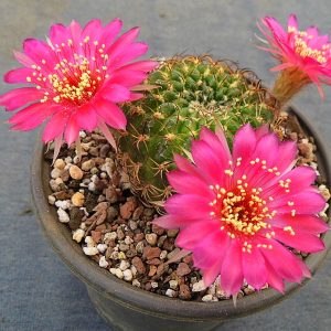 Lobivia tiegeliana v. ruberrima R 84a -seeds-
