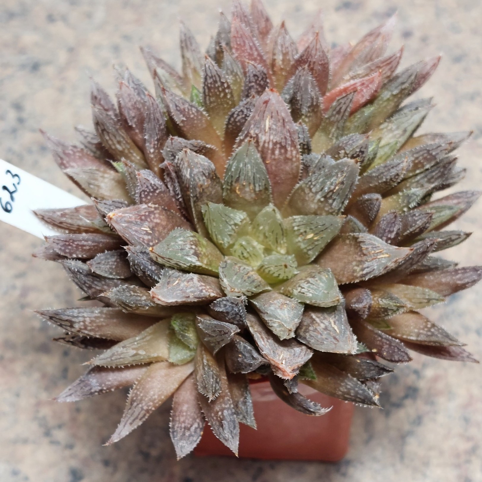 623 Haworthia reticulata x'Yulia' hybrid весь горшик