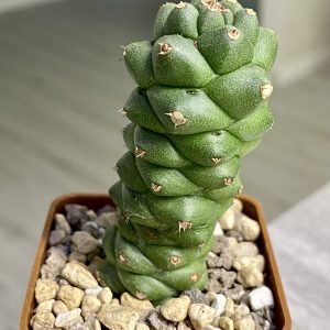 Monadenium ritchie (obesum)