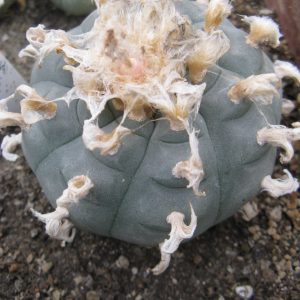 Lophphra williamsii SB854 насіння