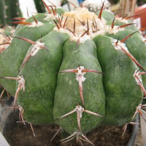 Discocactus tricornis насіння