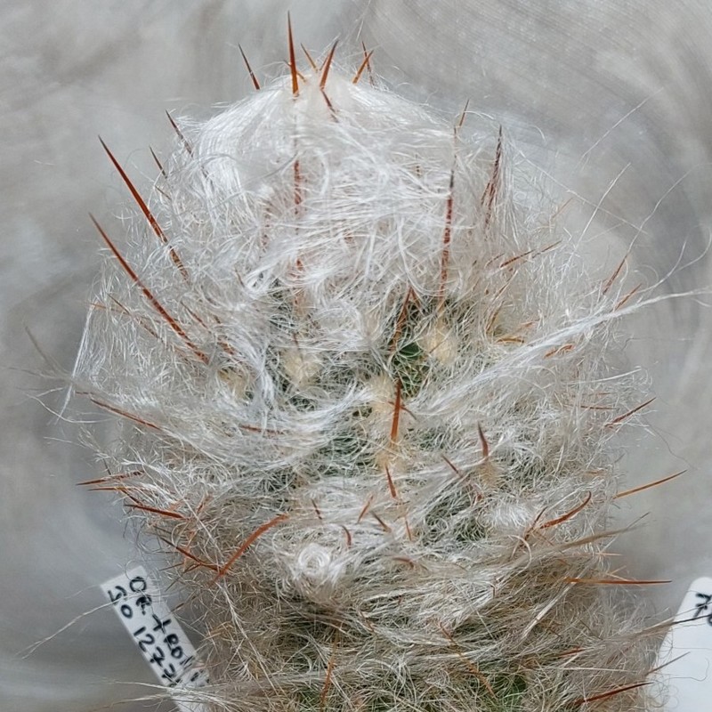 785 Oreocereus trollii JO12771  сіянець