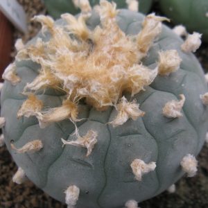 Lophophora fricii Viesca-Zapata насіння
