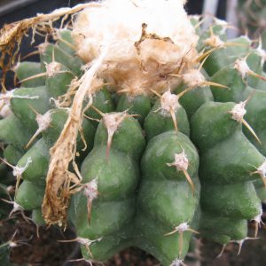 Discocactus mammulosus HU191 насіння