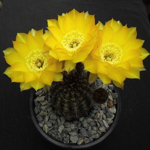Lobivia  aurea -seeds-