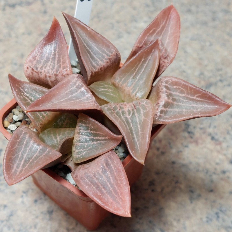 813 Haworthia comptoniana весь горшик сіянці вік 6 років
