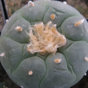 Lophophora fricii KKR724 насіння