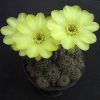 9 Lobivia aurea v. shaferi 15шт.-25 грн. 9 Lobivia aurea v. shaferi 15шт.-25 грн.