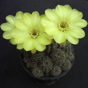 Lobivia  aurea v. shaferi -seeds-
