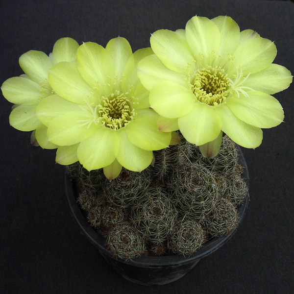 9 Lobivia aurea v. shaferi 15шт.-25 грн. 9 Lobivia aurea v. shaferi 15шт.-25 грн.