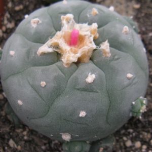 Lophophora fricii RS404B Viesca насіння