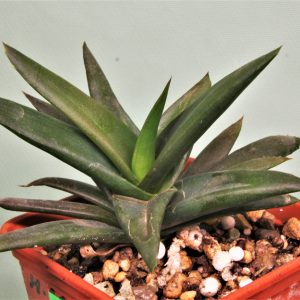 Aloe-Black-Jem-1